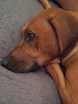 Tokwe Ginvincible with Mutoko 