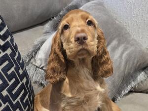 Golden girl