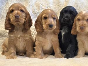Puppies