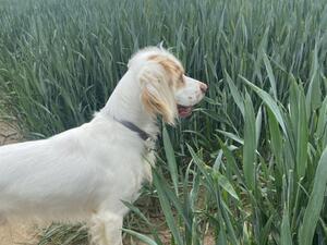 Albus