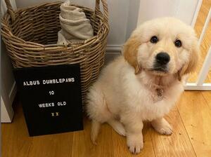 Albus at 10 weeks