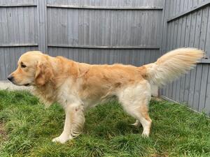 Albus at 3 years old