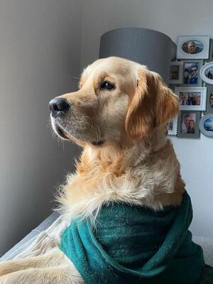 Albus observing life
