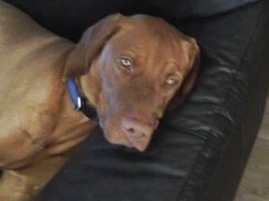 Hector