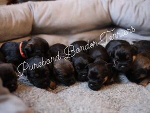Pups
