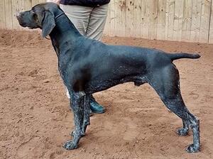 Sire - Foster
