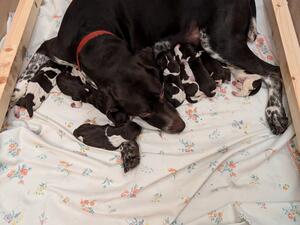 Lovely litter