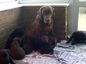 Scarlett with pups