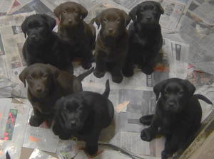 Pups at 7 weeks