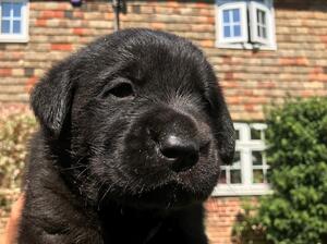 black puppy