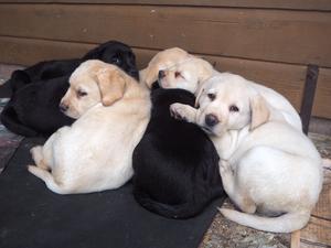 asleep with friends