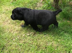 pups and mum in garden