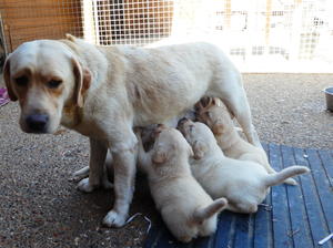 trixie with her pups