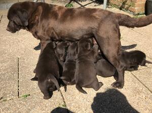 coco feeding her pups