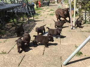 coco and pups on patio