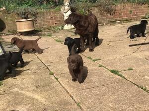 mum and pups on patio
