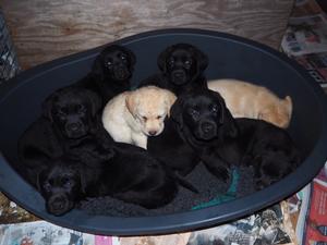 wonderful litter of sleeping pups