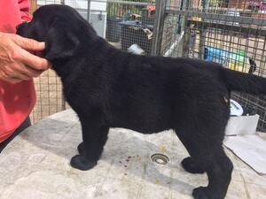 black puppy
