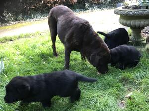 Heidi and pups in garden