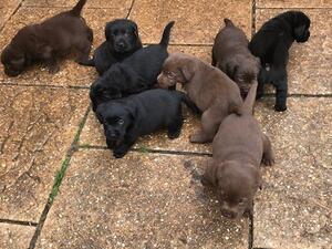 pups on patio at 5 weeks