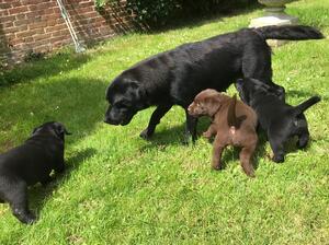 Kitte with her pups in garden