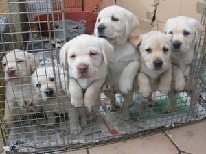 Zara's pups