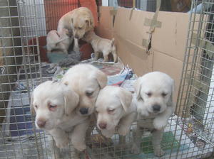 mum and pups