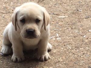 yellow pup at 6 weeks