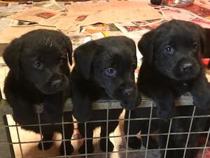 coco's pups