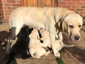 Bella with her pups