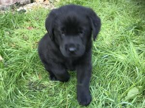 puppy
