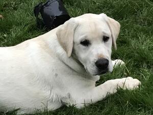 wonderful yellow dog puppy