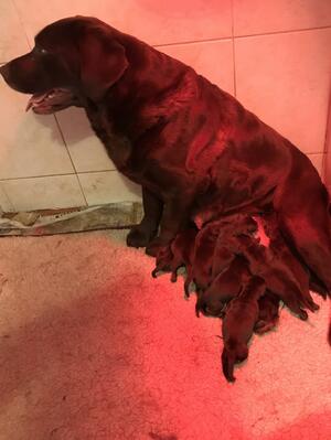 coco feeding her week old pups