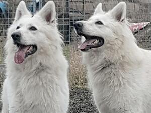 cheyenne