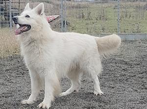 cheyenne