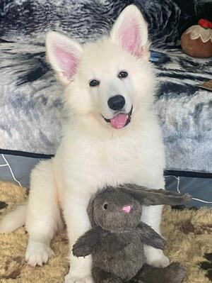 pup available girl
