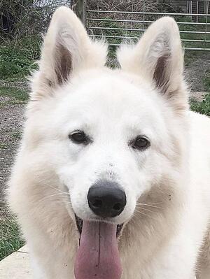 Benny