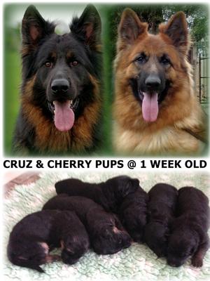 Mum Dad and Pups