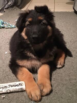 pup available girl