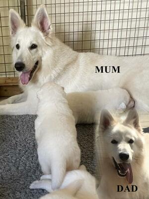 Mum Dad and pups