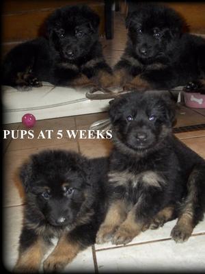 PUP AT 5 WEEKS