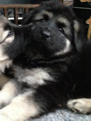 pup