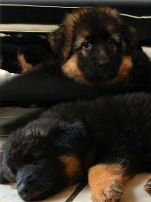 Pups