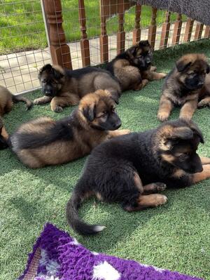 Pups