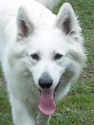 cheyenne