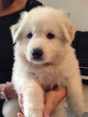 Pup at 6 weeks