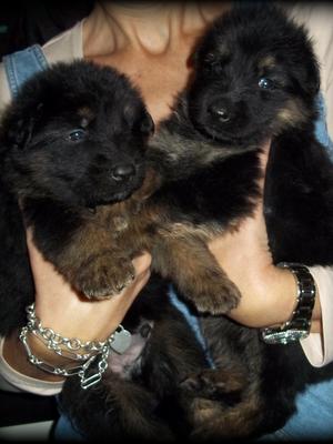 PUPS AT 3 WEEKS