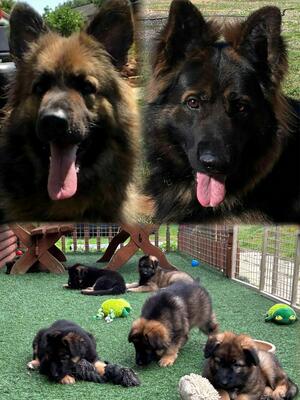 Mum Dad and pups
