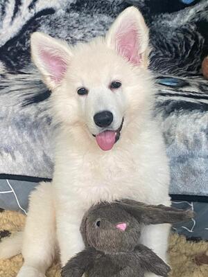pup available girl