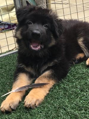Boy pup available